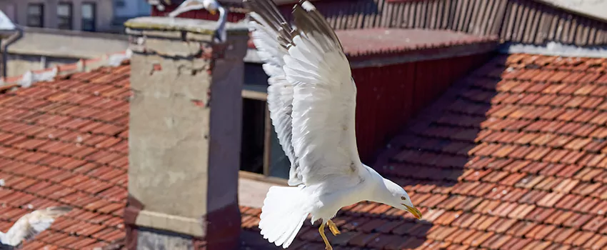 Residential Chimney Animal Removal Solution in Michigan City, IN